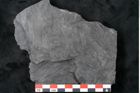 Foto (Detailansicht) von Noeggerathia palmaeformis Goeppert (NHMW-GEO-2024-0188-10736)